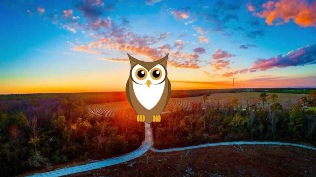 OWL HOOTING IN DAY