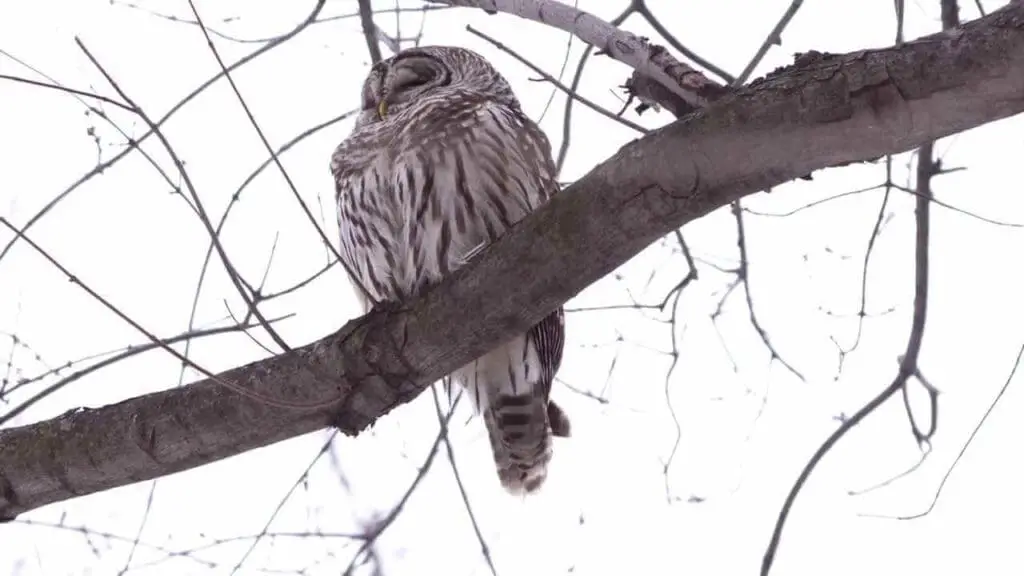owl hooting during the day