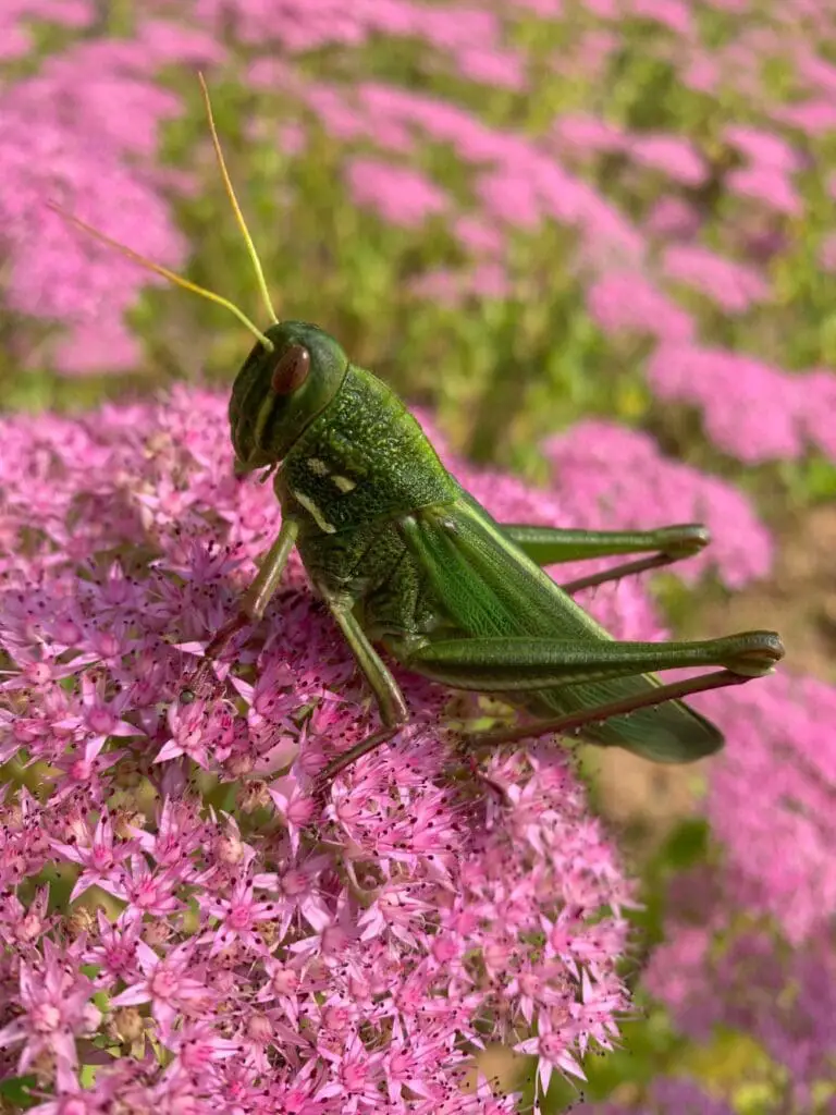 Spiritual Grasshopper
