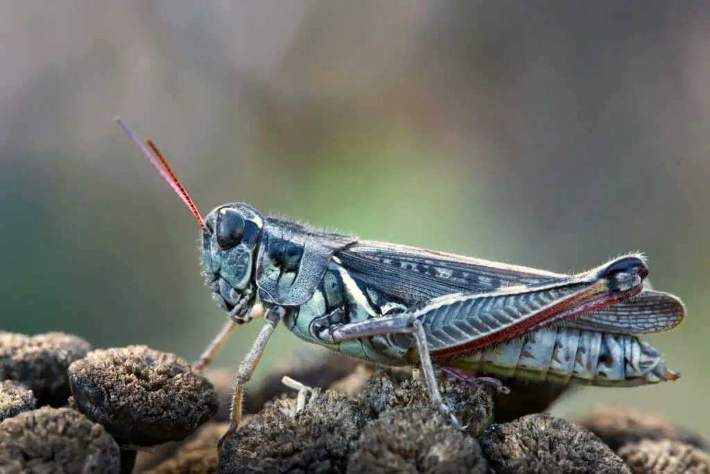 Grasshopper Spiritual meaning
