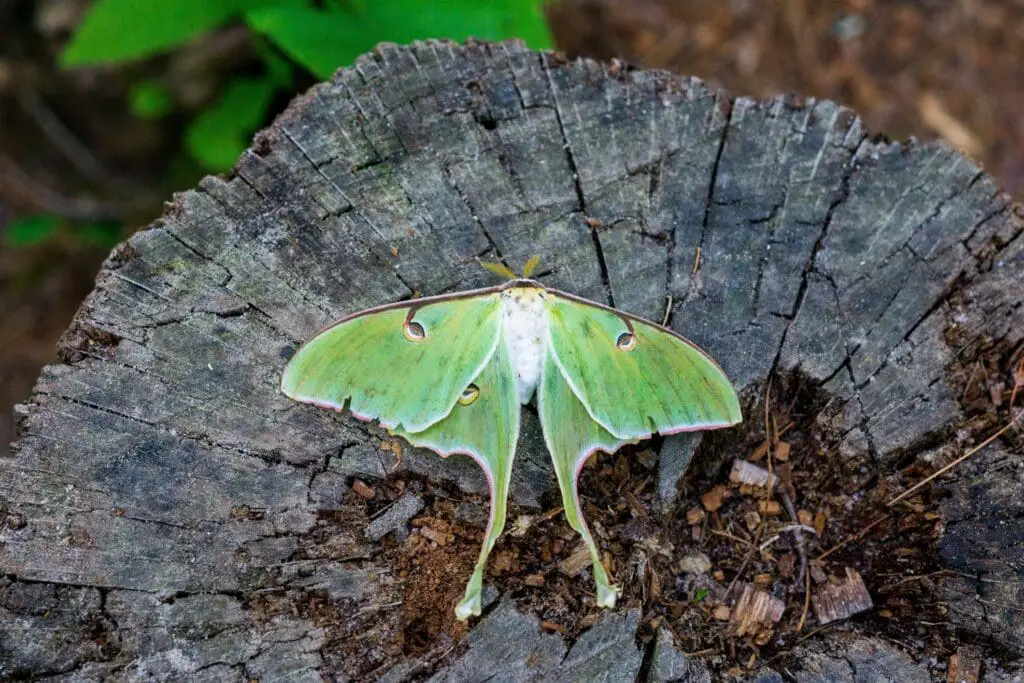 Luna Moth Meaning From Encounter