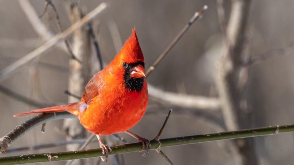 Spiritual meaning of a red cardinal