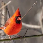 Spiritual meaning of a red cardinal