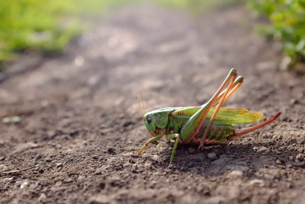 Grasshopper Encounter Meaning