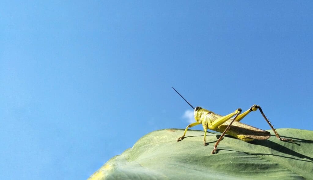 Grasshopper meaning