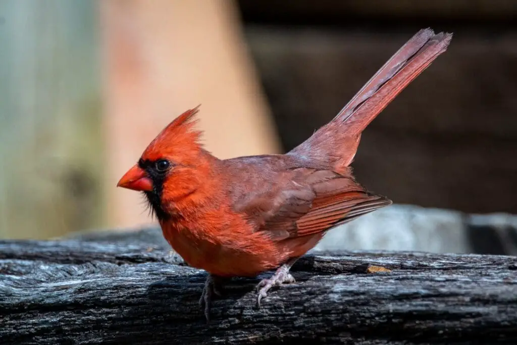 Red Cardinal Spirit Guide