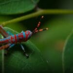 The Grasshopper Spiritual Meaning