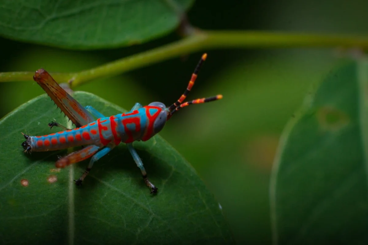 The Grasshopper Spiritual Meaning