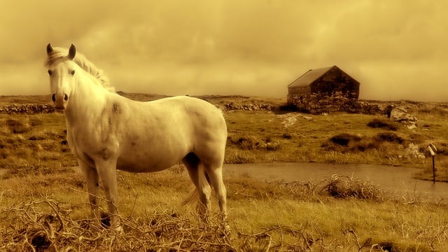 A horse in my dream