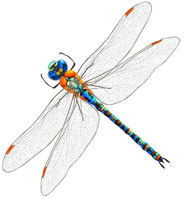 The Dragonfly as a Symbol
