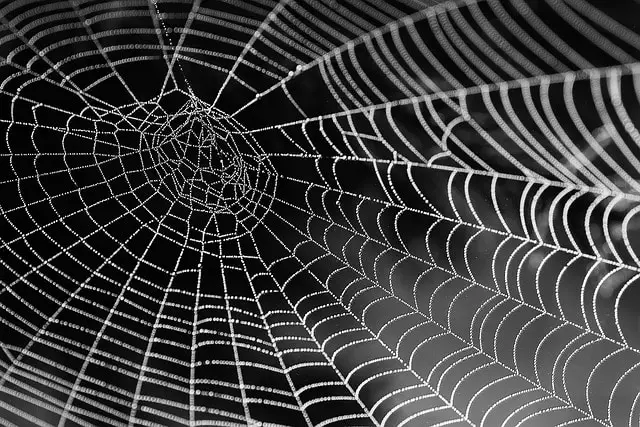 Spiritual meaning of spiders in the house
