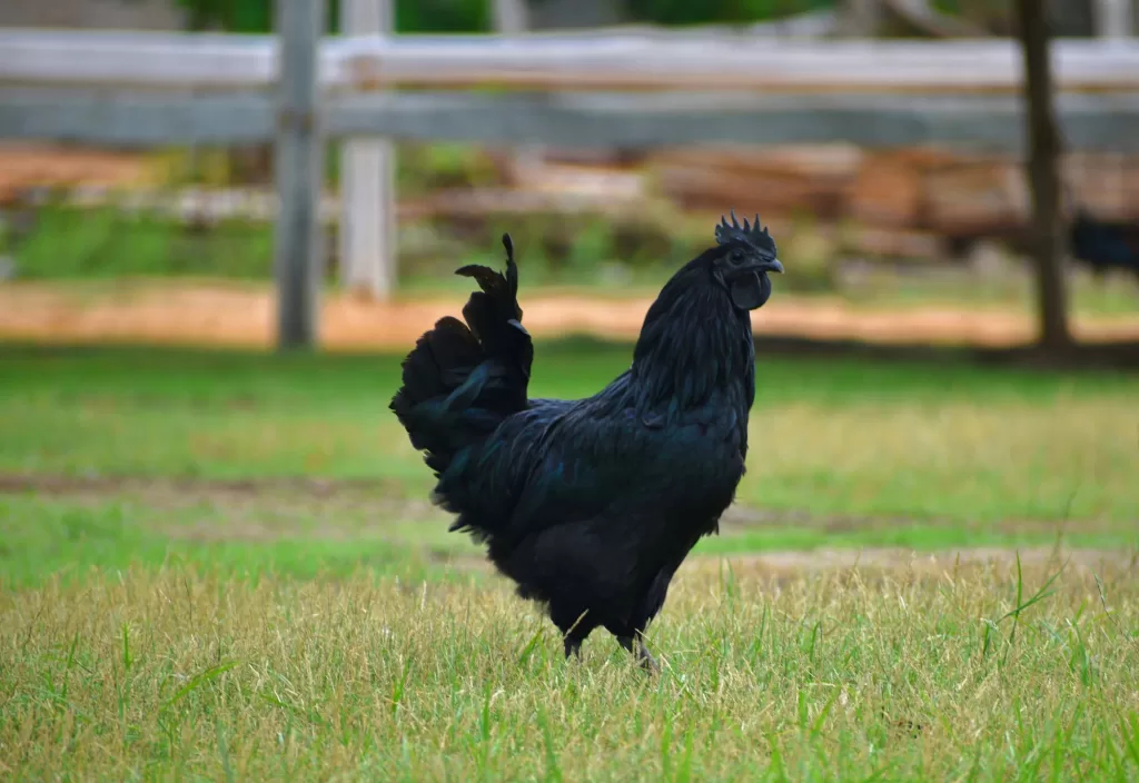 Black Chicken Spiritual Meaning