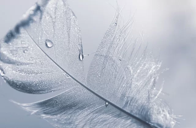 White feather Symbol