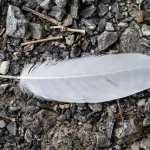 Finding a white feather meaning