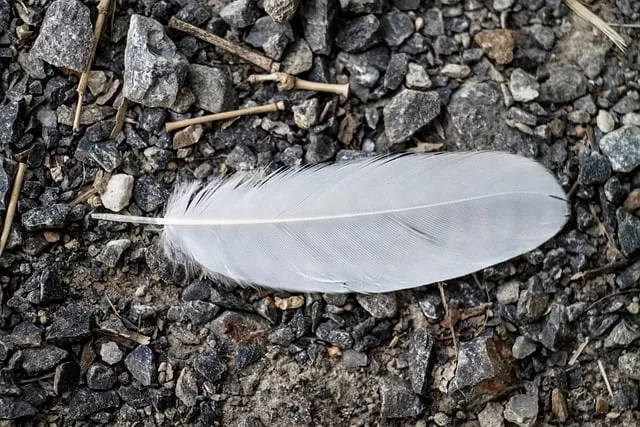 Finding a white feather meaning