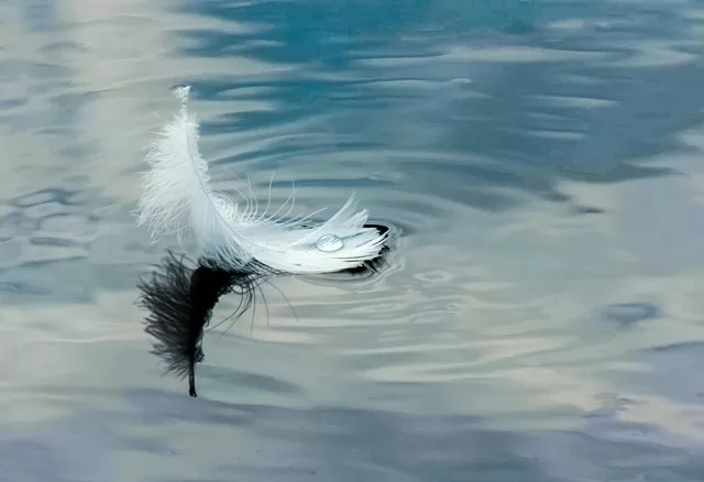 Meaning of a white feather