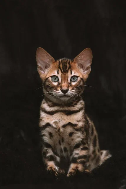 A Cat as a Spirit Animal sitting on a black bench