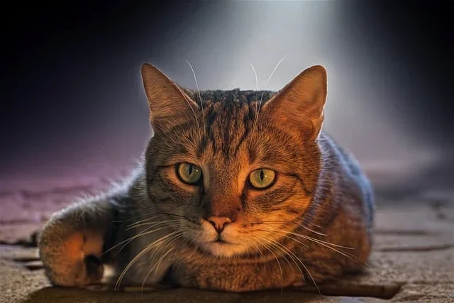 Spiritual Symbolism of a Cat lying down