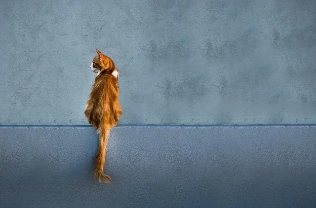 What does it mean when you find a cat sitting on a wall spiritually