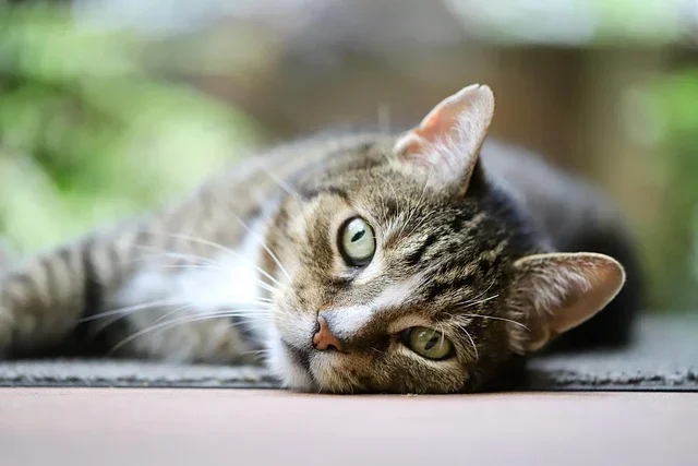 The Spiritual Dream of a Cat meaning