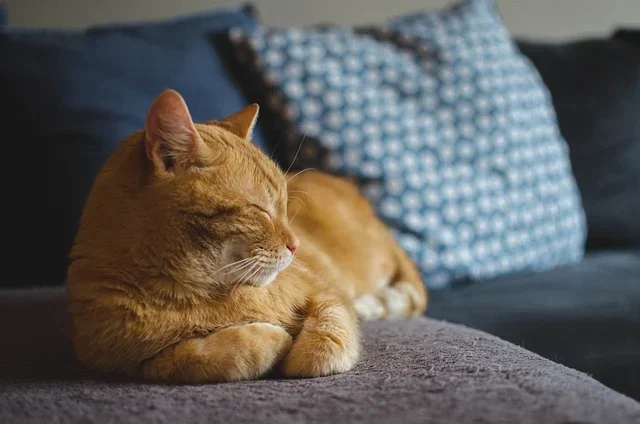 Spiritual Meaning of a Cat sleeping on a couch