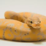 A snakes spiritual meaning of transformation using a yellow python