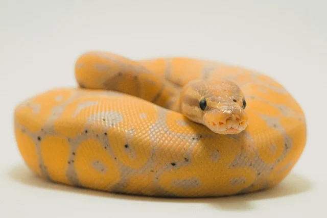 A snakes spiritual meaning of transformation using a yellow python