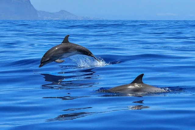 Dolphins as a Guide for Ships as they dance across the water as spiritual messengers