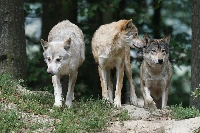 Pack of Wolves Symbol for Leadership and Strength