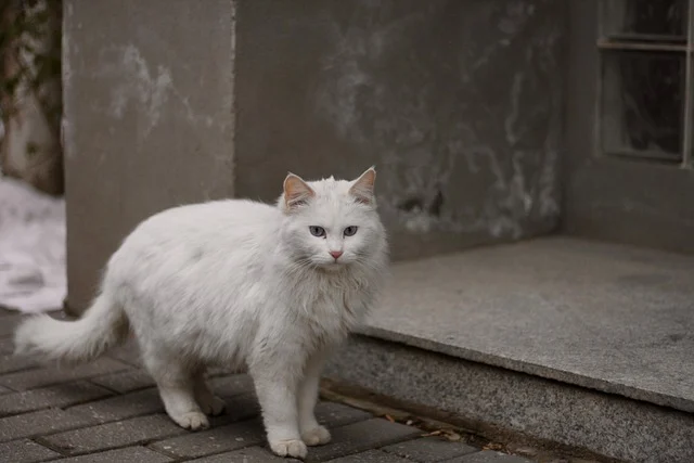 The Spiritual Meaning of a White Cat walking down the road