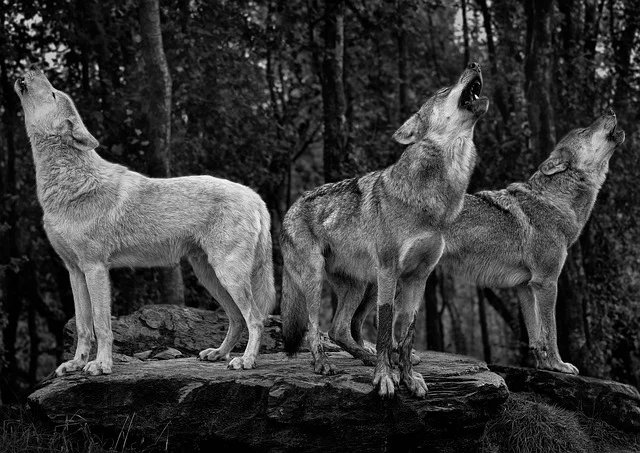 A Wolf Pack to show the strength and leadership symbolism of wolves